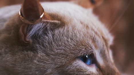 gato de ojos azules con anillos de bodas de oro en las orejas vista de cerca