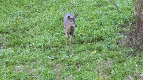 Whitetail-doe-walking-in-field-slow-motion