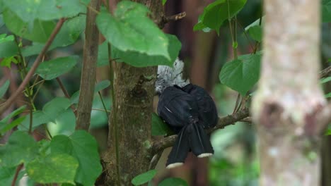 Western-long-tailed-hornbill,-Horizocerus-albocristatus,-perched-on-a-tree-branch-amid-the-forest-canopy,-close-up-shot