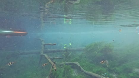 kayak gliding over vibrant underwater ecosystem