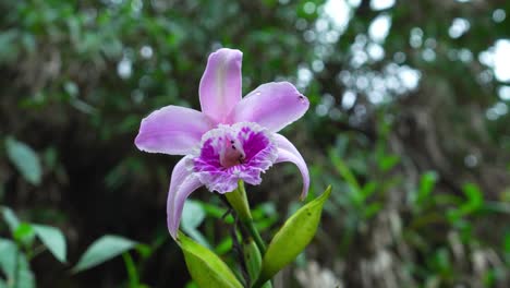 Amazonian orchid close-up with soft handheld camera motion