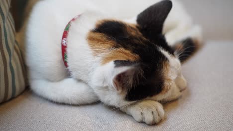 sleepy calico cat