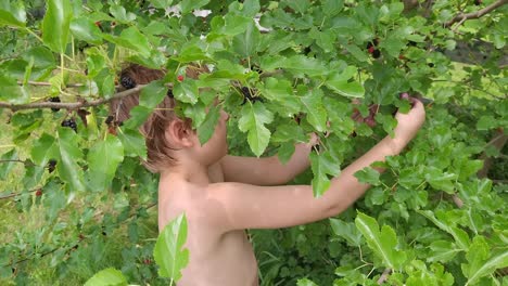 toddler eating mulberries from the tree in summer