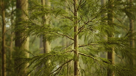lush green tree in a tranquil forest during daytime hours