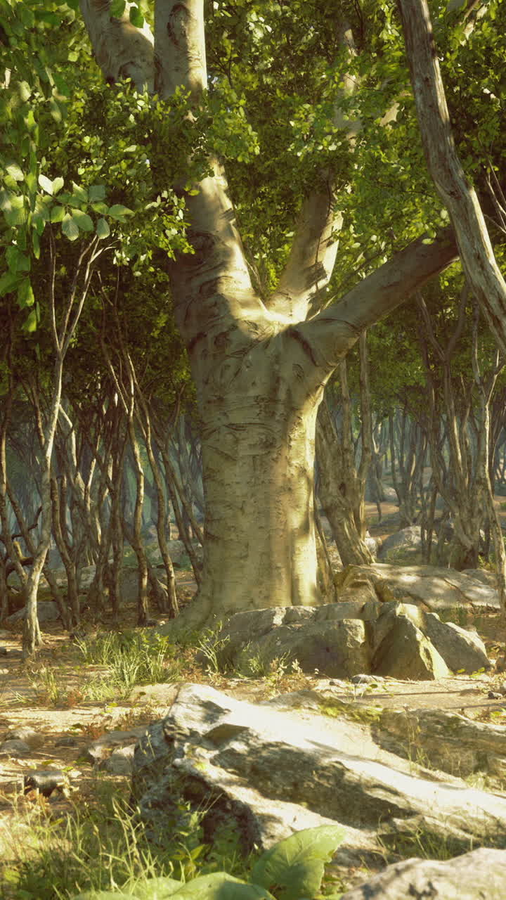 Sunlit forest grove with ancient trees and lush undergrowth shining brightly