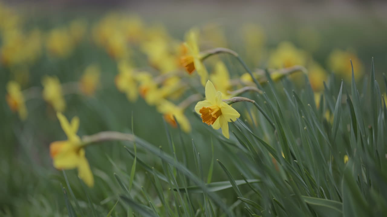 Beautiful yellow narcissus flowers swaying gently in the wind, captured in slow motion.