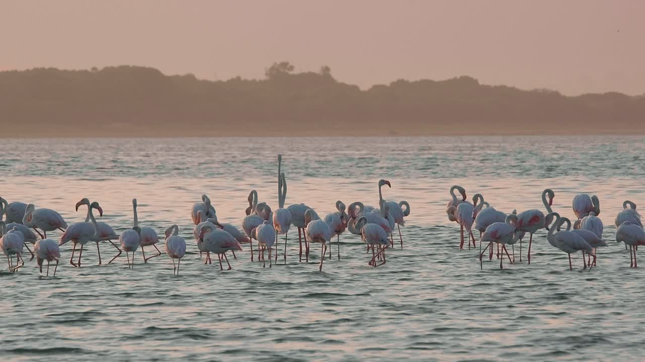 해가 지는 동안 호수 에 있는 아프리카 플라밍고 의 큰 무리