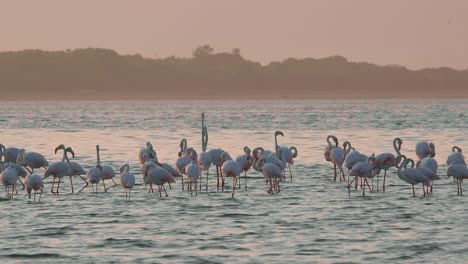 Una-Gran-Bandada-De-Flamencos-Africanos-En-Una-Laguna-Al-Atardecer