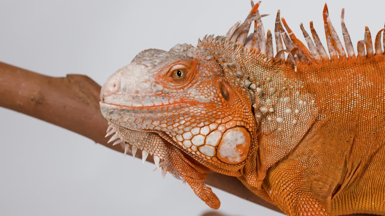 Primer plano detallado del perfil de una iguana naranja sobre un fondo blanco