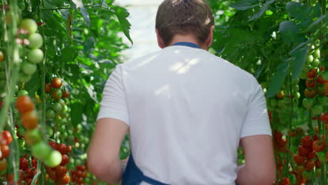 agro business owner device monitoring tomatoes producing process in greenhouse