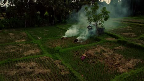 Trabajador-En-Campo-De-Arroz,-Durante-La-Cosecha-En-Bali,-Indonesia