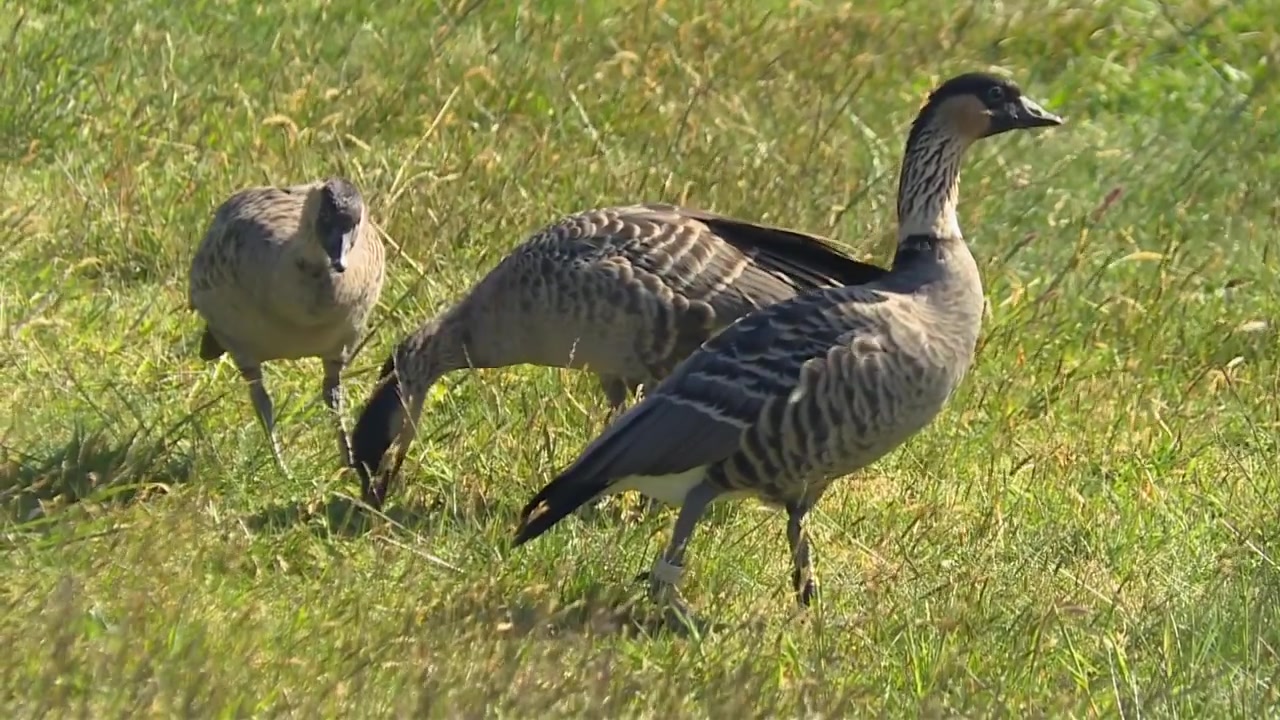 Nene, hawaiigås i Waikamoi-reservatet på Hawaii, USA. Nærbilde