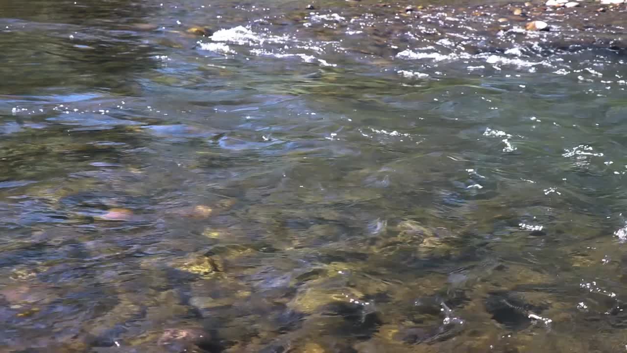 A River Flowing With Small Rapids 20 Second Actual Speed Video.