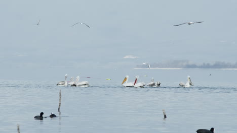 a brief of dalmatian pelicans swim in slow motion lake kerkini greece