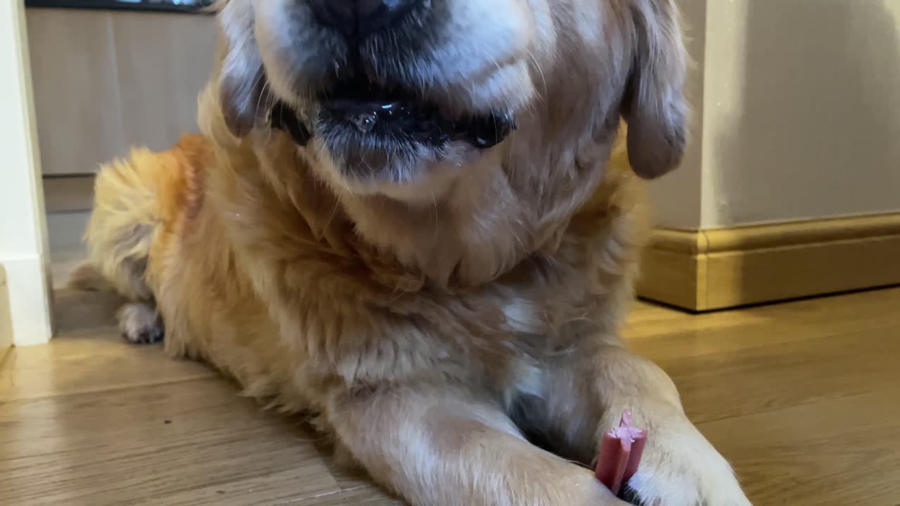 primer plano de un golden retriever comiendo una golosina entre sus patas y babeando