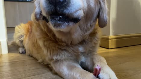 Close-up-shot-of-a-golden-retriever-eating-a-treat-in-between-its-paws-and-drooling