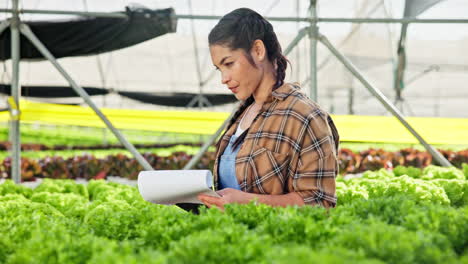 Woman inspecting lettuce crop in greenhouse