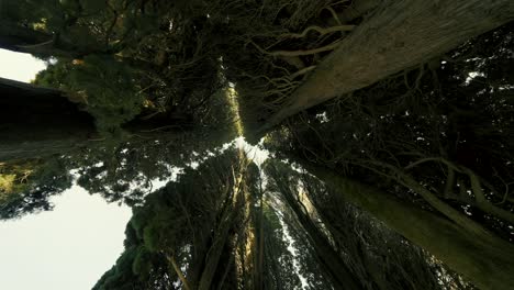 looking up at tall trees in a forest