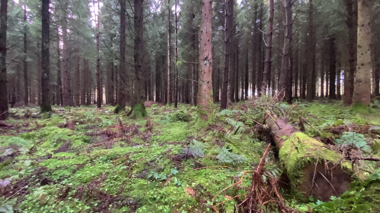 쓰러진 나무 와 모스 가 인 숲 의 바닥 이 있는 밀집 한 바위 나무 숲