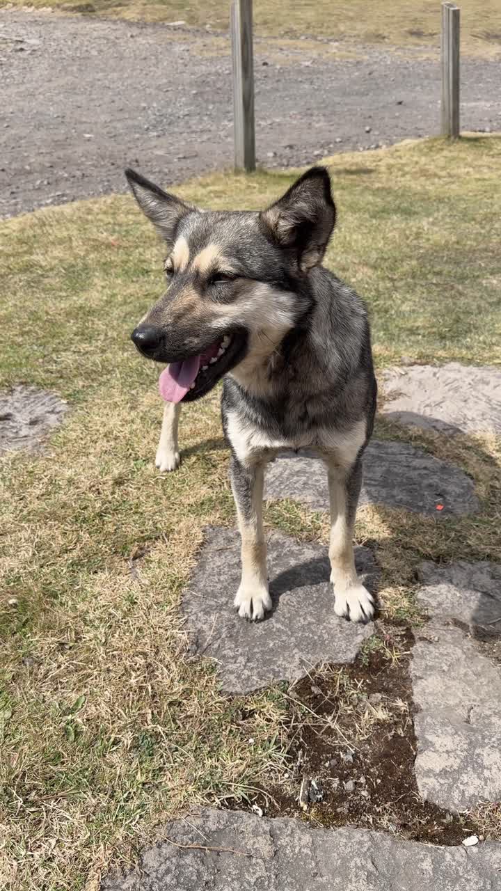 Vertical footage of stray dog on pale grass, looking around curiously in calm outdoor setting