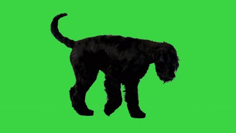 el perro gigante schnauzer camina en una pantalla verde, clave de croma