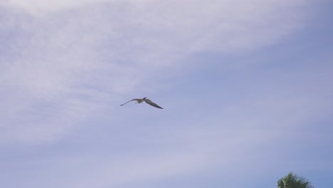 gaviota volando en el cielo con nubes dispersas en el fondo en cámara lenta
