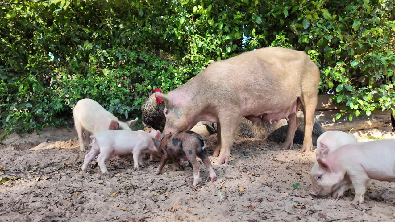 Mother Pig and Piglets in Forest at Dawn, Rural Farm Scene Close-up, steady shot of a sow and her small litter of spotted and white piglets foraging in the dirt surrounded by dense green forest