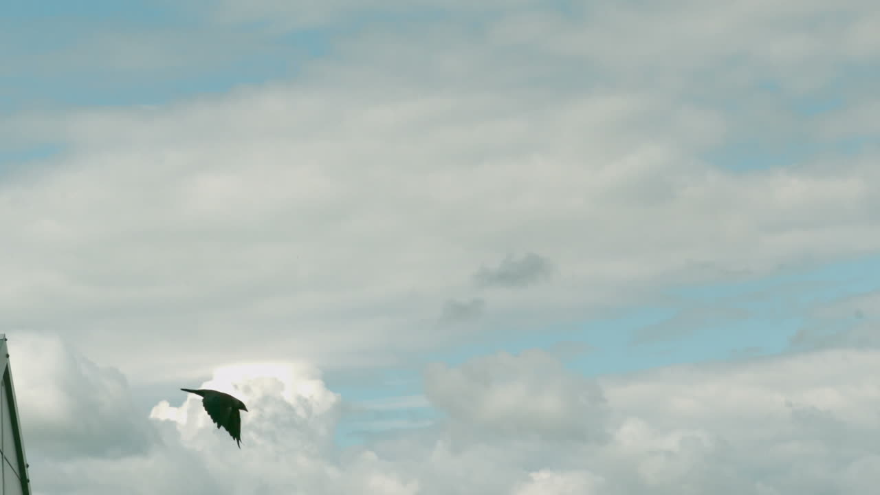 Bird flying away