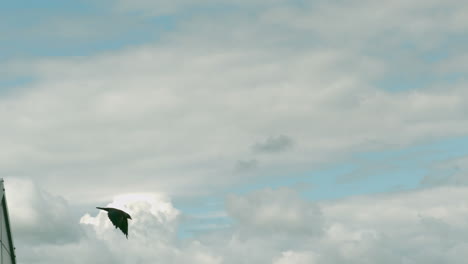 Vogel-Fliegt-Weg