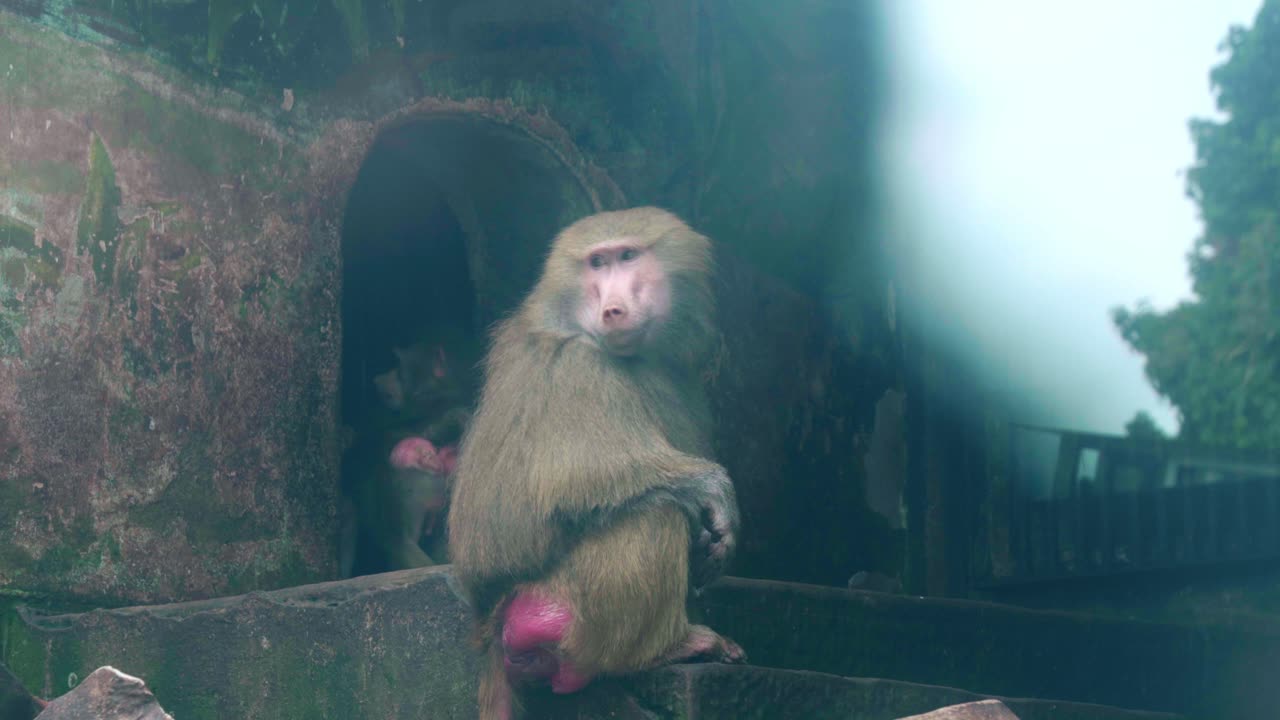 Static close wide shot of a Hamadryas baboon sitting on mossy stone ledge inside Chongqing Zoo enclosure with arched cave and misty forest background
