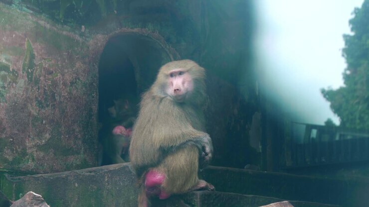Static close wide shot of a Hamadryas baboon sitting on mossy stone ledge inside Chongqing Zoo enclosure with arched cave and misty forest background