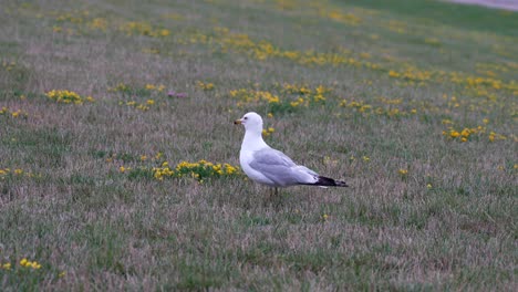 una gaviota de pie en un patio con parches de flores amarillas en un parque junto al lago erie