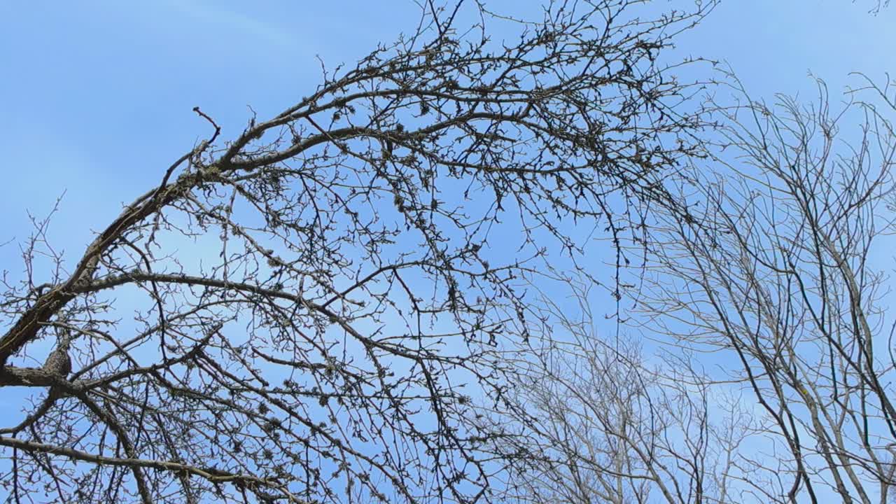 Looking up point of view leafless trees against bright blue sky. Bottom view of dark bare branches and twigs swaying gently with wind. Trees without foliage in the spring season, loneliness leafage