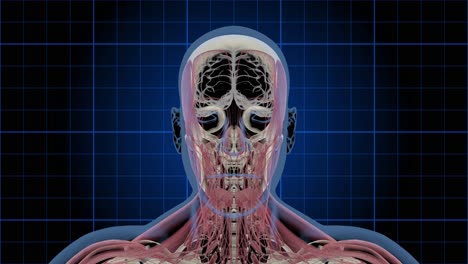 3D-Medical-Animation-Of-A-Male-Head-Rotating-Showing-The-Brain,-Skull,-And-Muscle-Layers-(Loop)