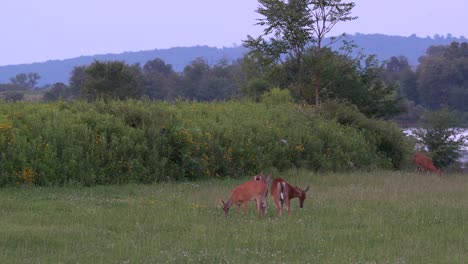 Weißwedelhirsche-Füttern-Im-Späten-Abendlicht-Auf-Einer-Wiese