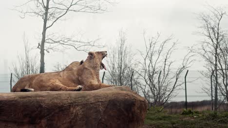 El-León-Se-Sentó-Relajado-En-La-Roca-Bostezando