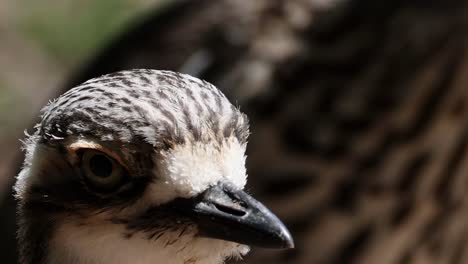 A focused view of a bird's head, highlighting its eye, beak, and feather patterns.