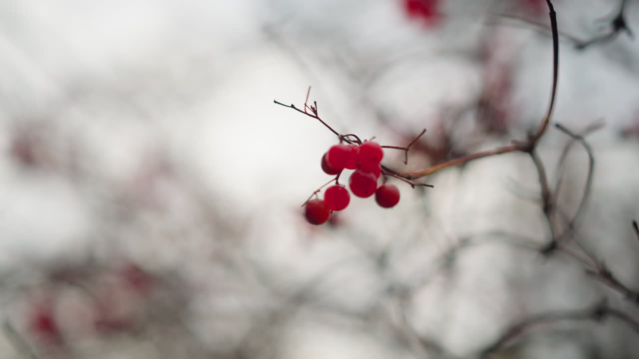 은 가지에서 부드럽게 매달려있는 활기찬 은 가을 베리의 클로즈업, 흐릿한 구름 하늘에 대해 부드럽게 흔들리고, 부드러운 초점은 부드러운 질감을 향상시니다.