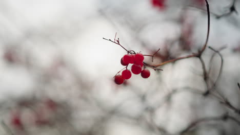 primer plano de vibrantes bayas rojas de otoño colgando delicadamente de ramas delgadas, balanceándose suavemente contra un cielo nublado borroso, el enfoque suave realza la textura delicada