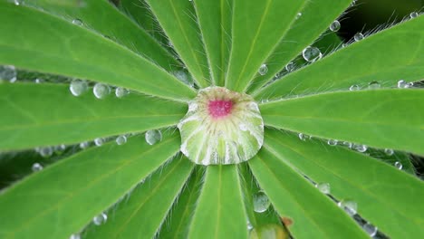 Wassertropfen-Auf-Lupinenblättern.-Frühling.-Vereinigtes-Königreich