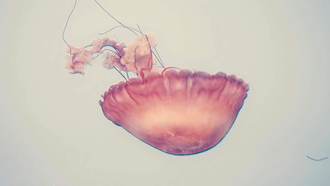 retrato cinematográfico de una gran medusa