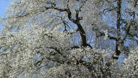 large weeping cherry tree  covered with blossoms