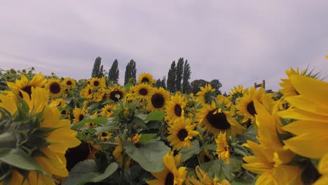 close up of sunflower field 4k