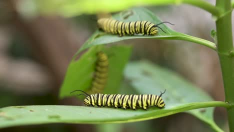 tropical milkweed plant with southern monarch butterfly caterpillars