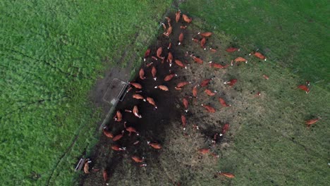 Overhead-of-cows-feeding-in-lush-green-field,-4K-drone-shot