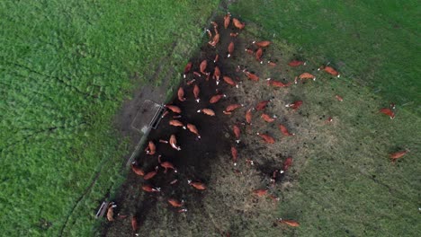 overhead of cows feeding in lush green field, 4k drone shot