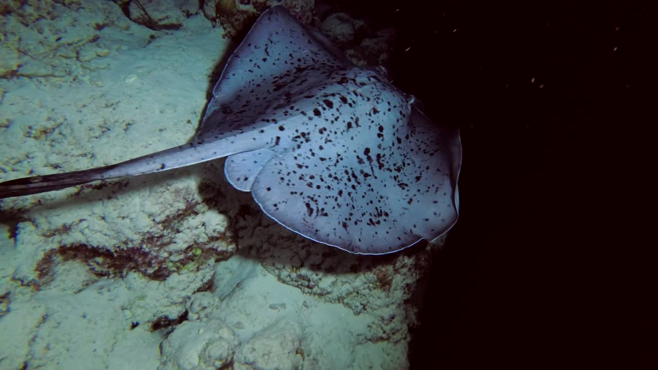 Round ribbontail ray - Taeniura meyeni swim over reef in the night , Indian Ocean, Maldives, Asia