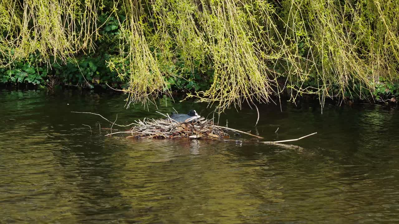 focha euroasiática en su nido formado por ramas sobre el arroyo