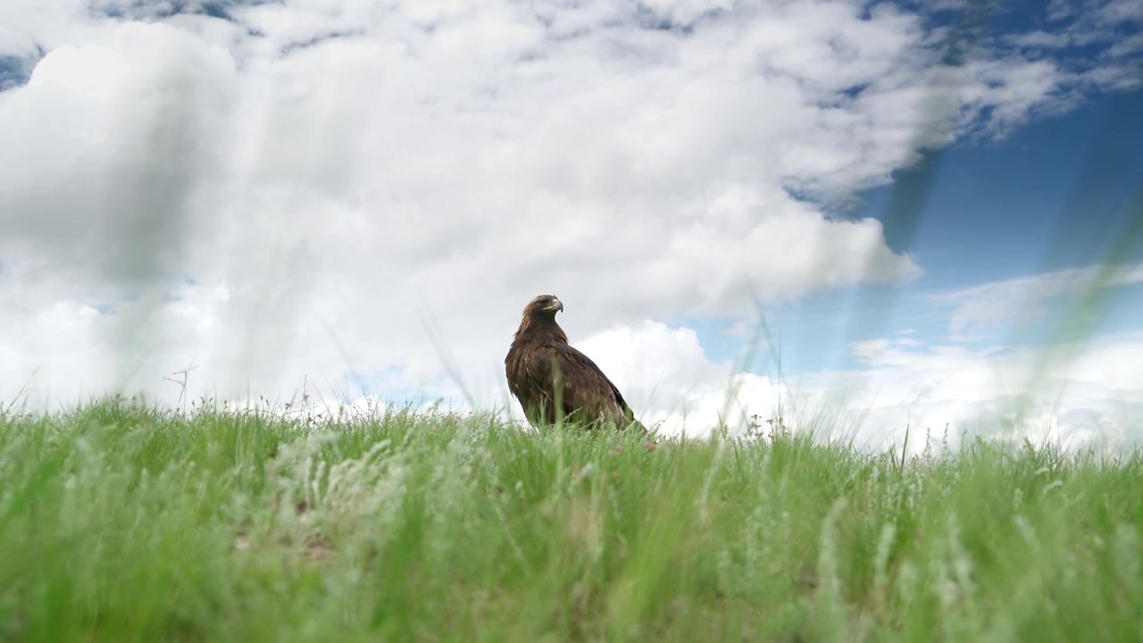 Aquila reale appollaiata su un pendio erboso sotto un cielo nuvoloso