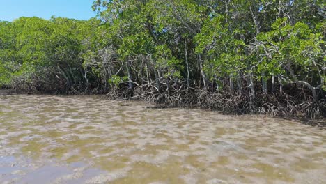 mangrove roots in coastal wetland habitat